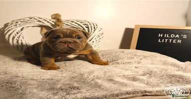 English Bulldog dogs - Advert 5