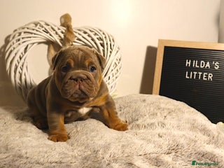 English Bulldog dogs - Advert 6