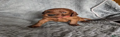 Irish Setter 6