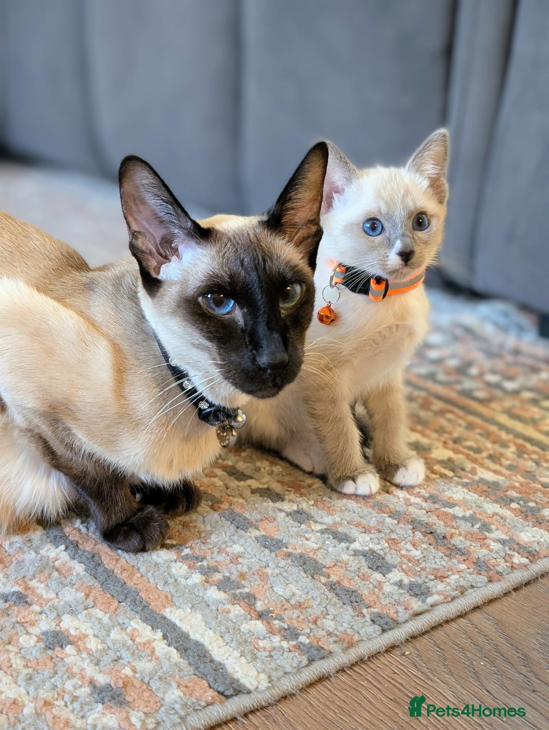 Ragdoll cats for sale: 3 beautiful female kittens available 🩷🧡 💜 - Advert 7