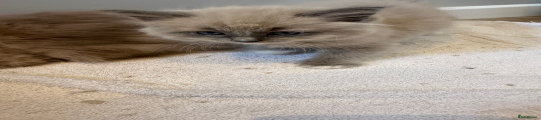 Ragdoll Kitten 3