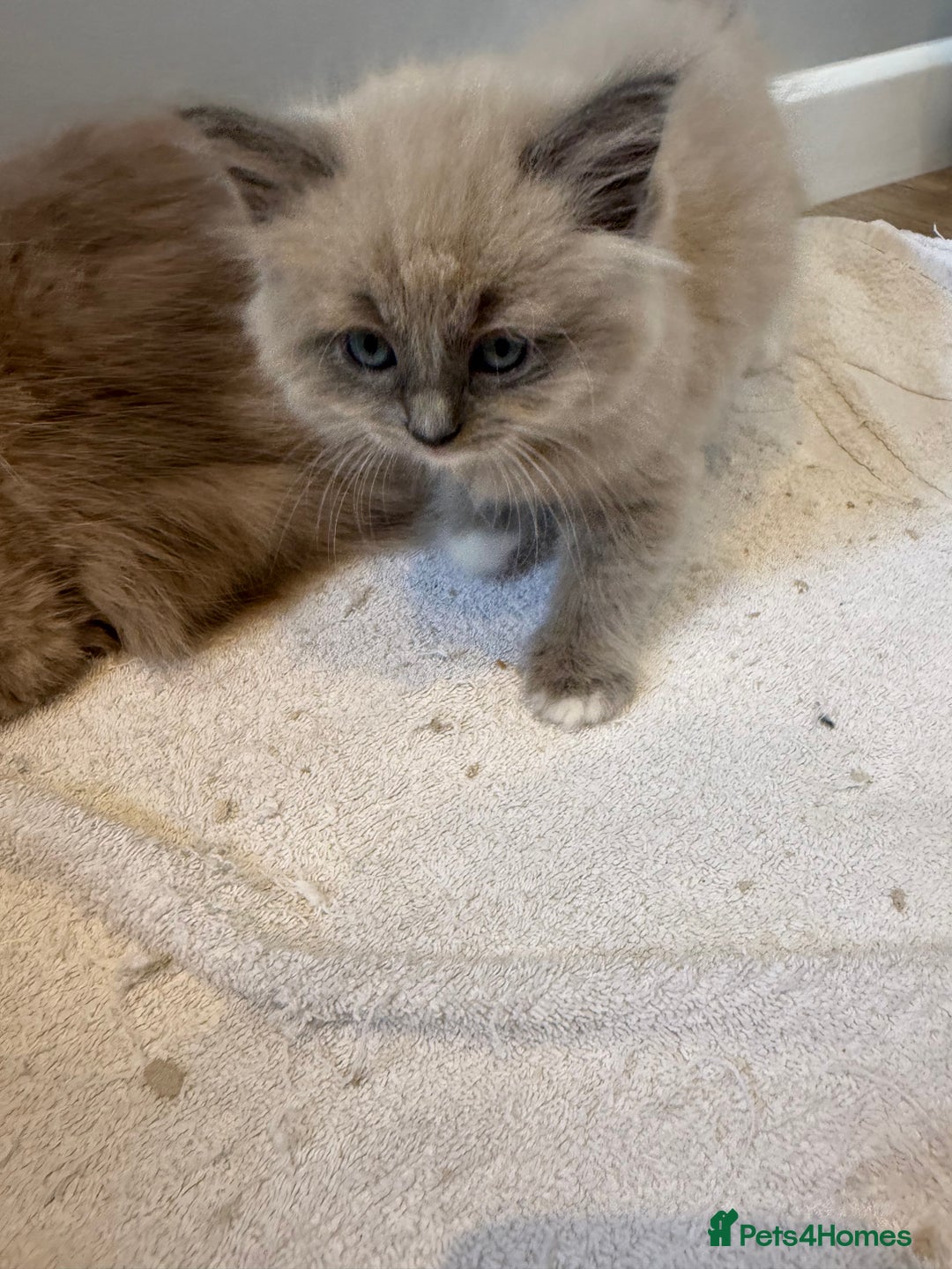 Ragdoll cats for sale: Stunning mink Ragdoll baby’s! 🩶🐱🩶 - Image 20