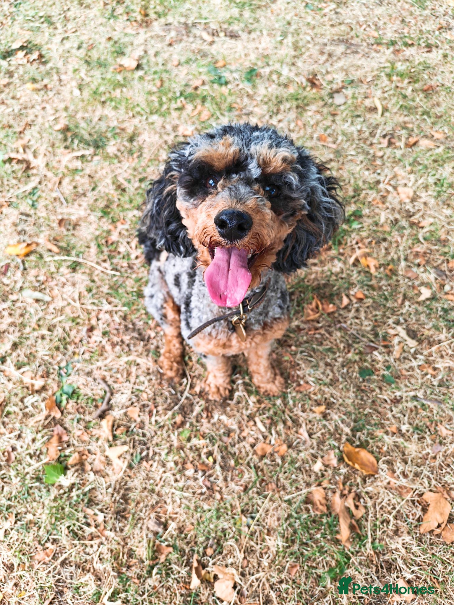 Cockapoo dogs Merle cockapoo  - Advert 1