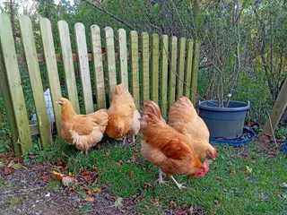 Chickens poultry 5 month old chickens - Advert 10