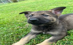 German Shepherd dogs for sale: German Shepherd Pups  - Image 27