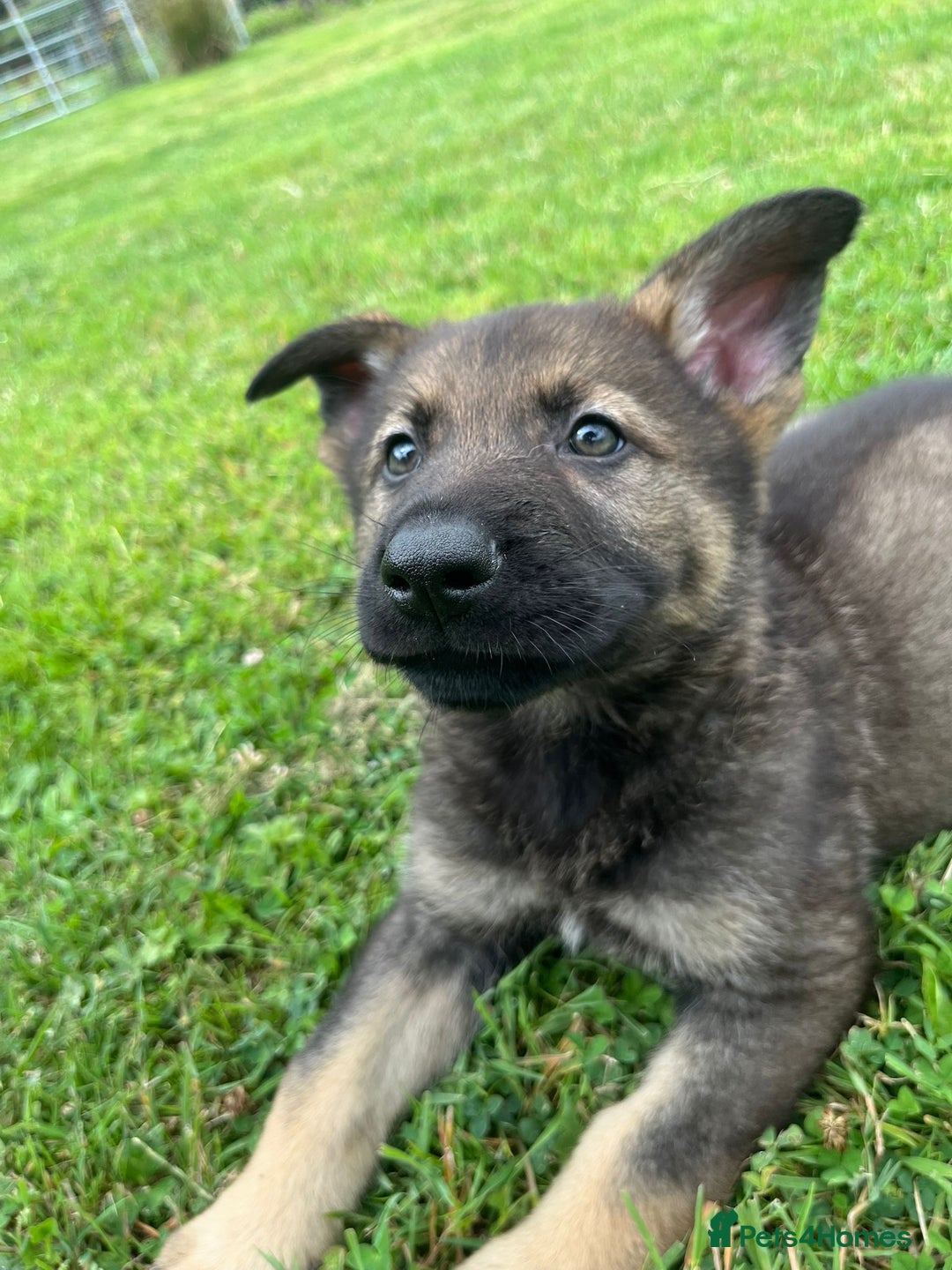 German Shepherd dogs for sale: German Shepherd Pups  - Image 27