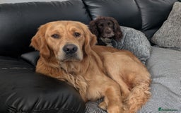 Golden Retriever dogs for stud: kC health check hip check proven - Image 13