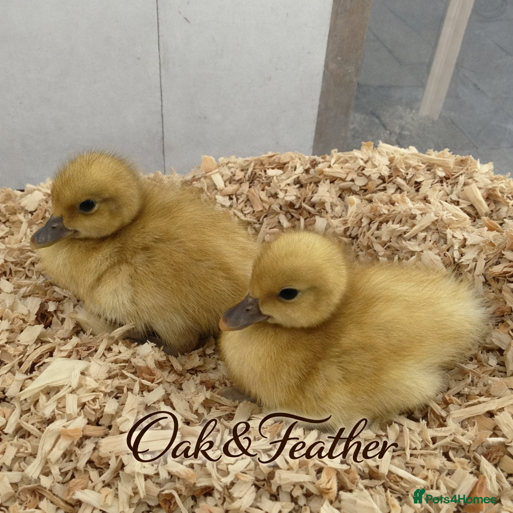 Ducks poultry 6 *RARE* Welsh Harlequin Duck Hatching Eggs - Advert 5