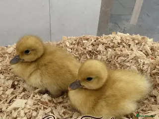 Ducks poultry 6 *RARE* Welsh Harlequin Duck Hatching Eggs - Advert 5