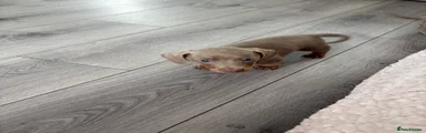 Chiweenie 1