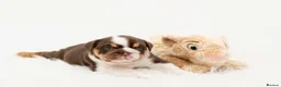English Bulldog dogs for sale: Snorabulls Top Quality Girls - Advert 4