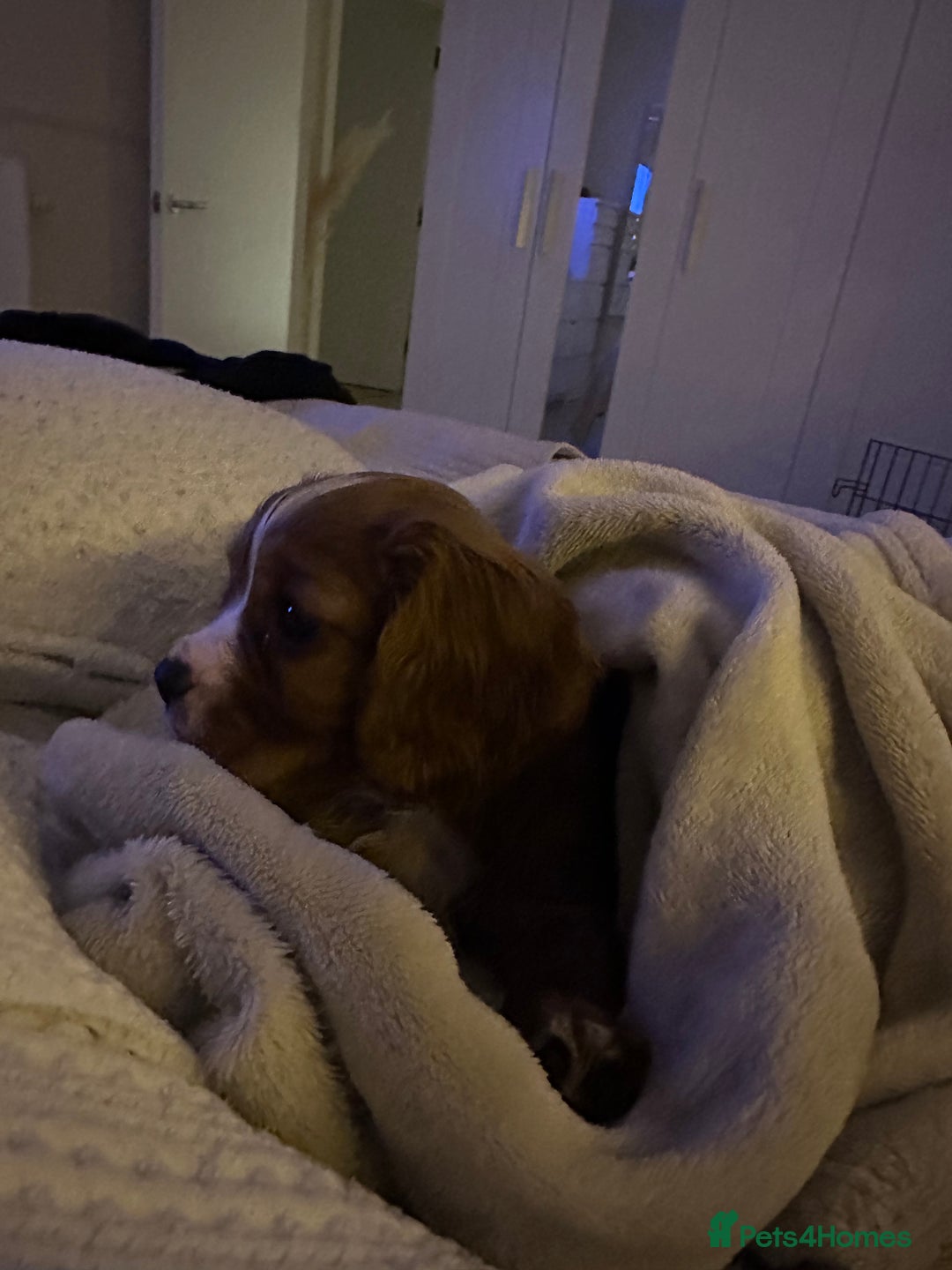 Cavalier King Charles Spaniel dogs for sale: Ruby King Charles puppy for rehoming  - Advert 5