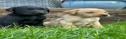 Labrador Retriever dogs for sale: Beautiful KC Labrador Pups Ready To Leave - Advert 6