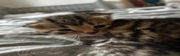 Mixed Breed cats for sale: Tabby kittens for sale in Bedford - Advert 17