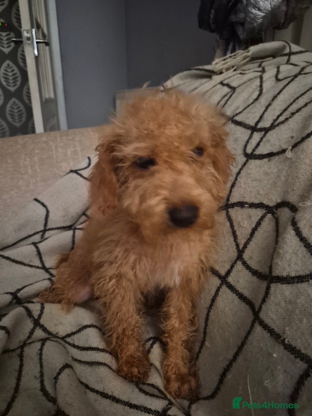 Mixed Breed dogs for sale: Westipoo  - Advert 4