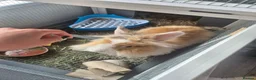 Lionhead rabbits for sale: Lionhead rabbit with cage - Advert 4