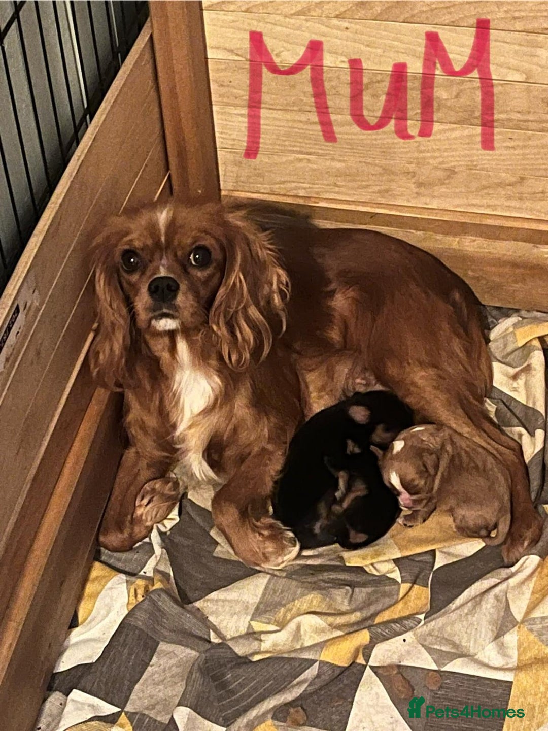 Cavalier King Charles Spaniel dogs for sale: Beautiful ruby ckcs puppies - Advert 12