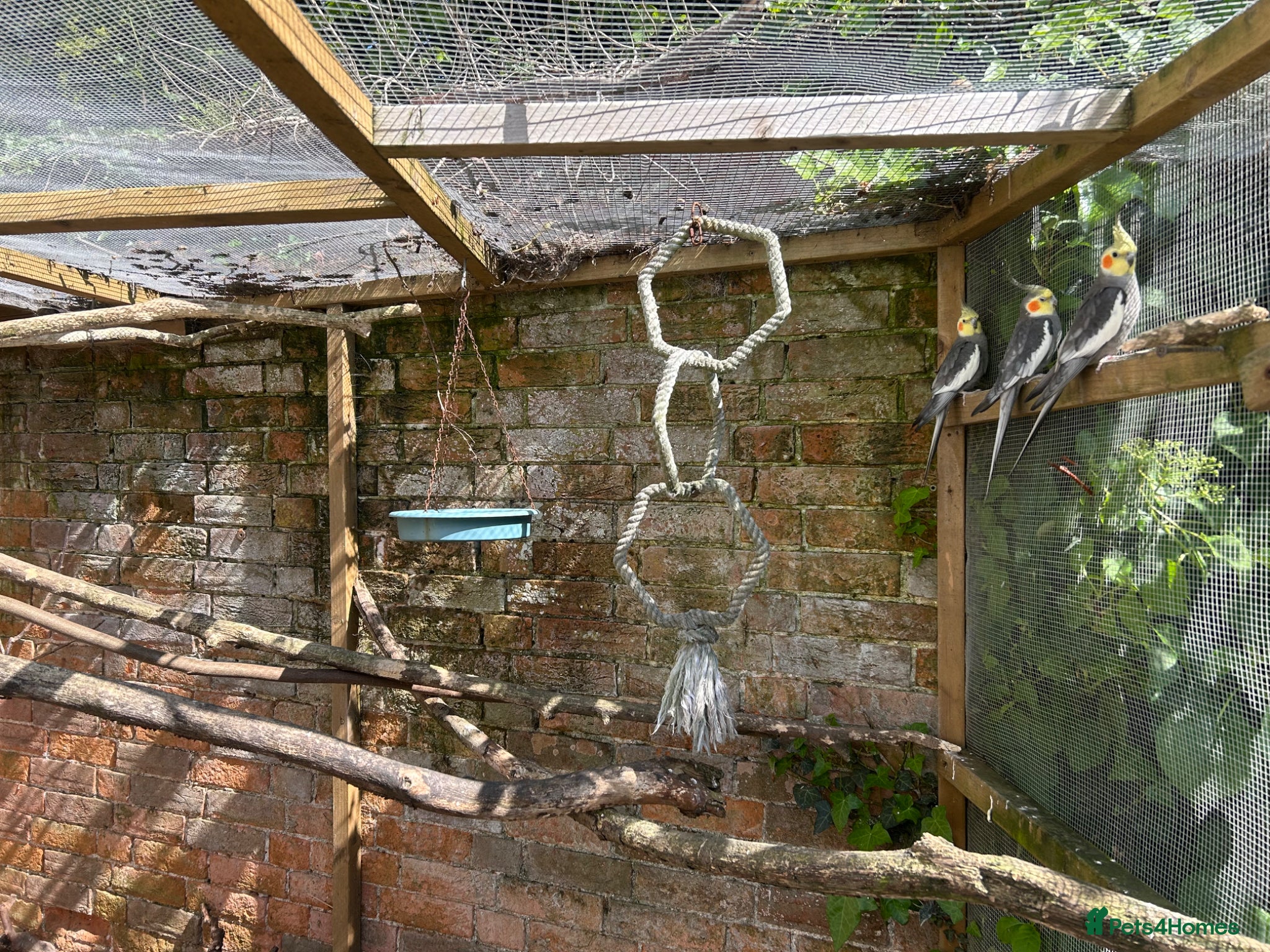 Cockatiels birds 3x COCKATIELS AVERY BIRDS - Advert 1