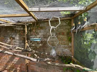 Cockatiels birds 3x COCKATIELS AVERY BIRDS - Advert 1