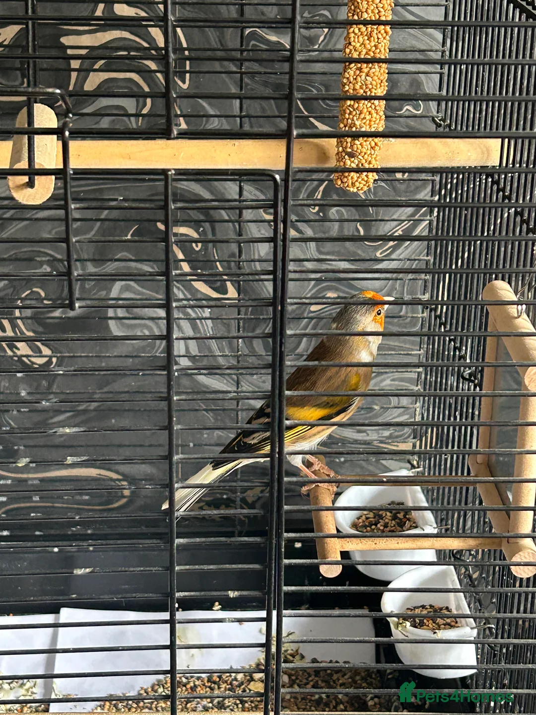 Mixed Breed birds for sale: Mule mix breed male bird.  - Advert 2