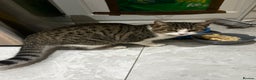 Mixed Breed cats for sale: Male Tabby 9 Months Old - Advert 4