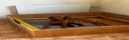 Labrador Retriever dogs for sale: Working Labrador Puppies - Advert 3