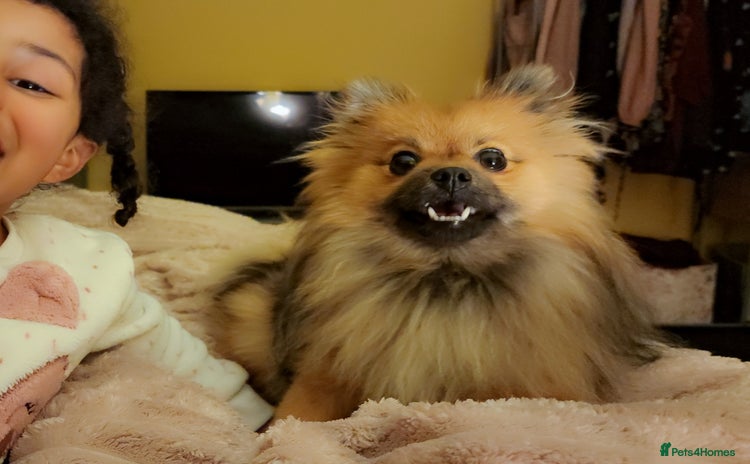 Pomeranian dogs - Advert 2