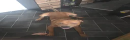 Mixed Breed dogs for adoption: Rolo staffy cross  - Advert 2