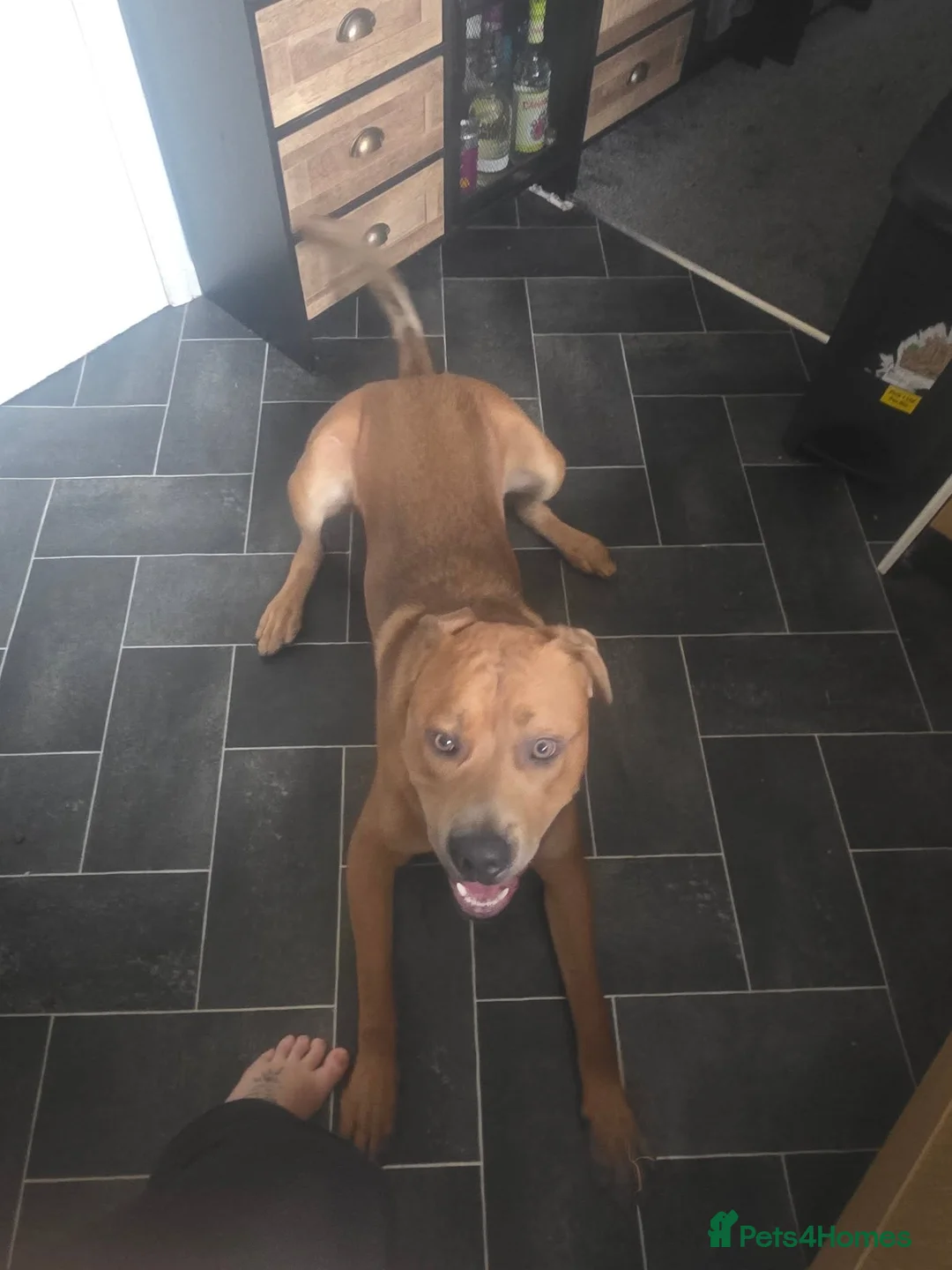 Mixed Breed dogs for adoption: Rolo staffy cross  - Advert 2