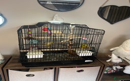 Canaries birds for sale: Pair of bonded canaries  - Advert 4