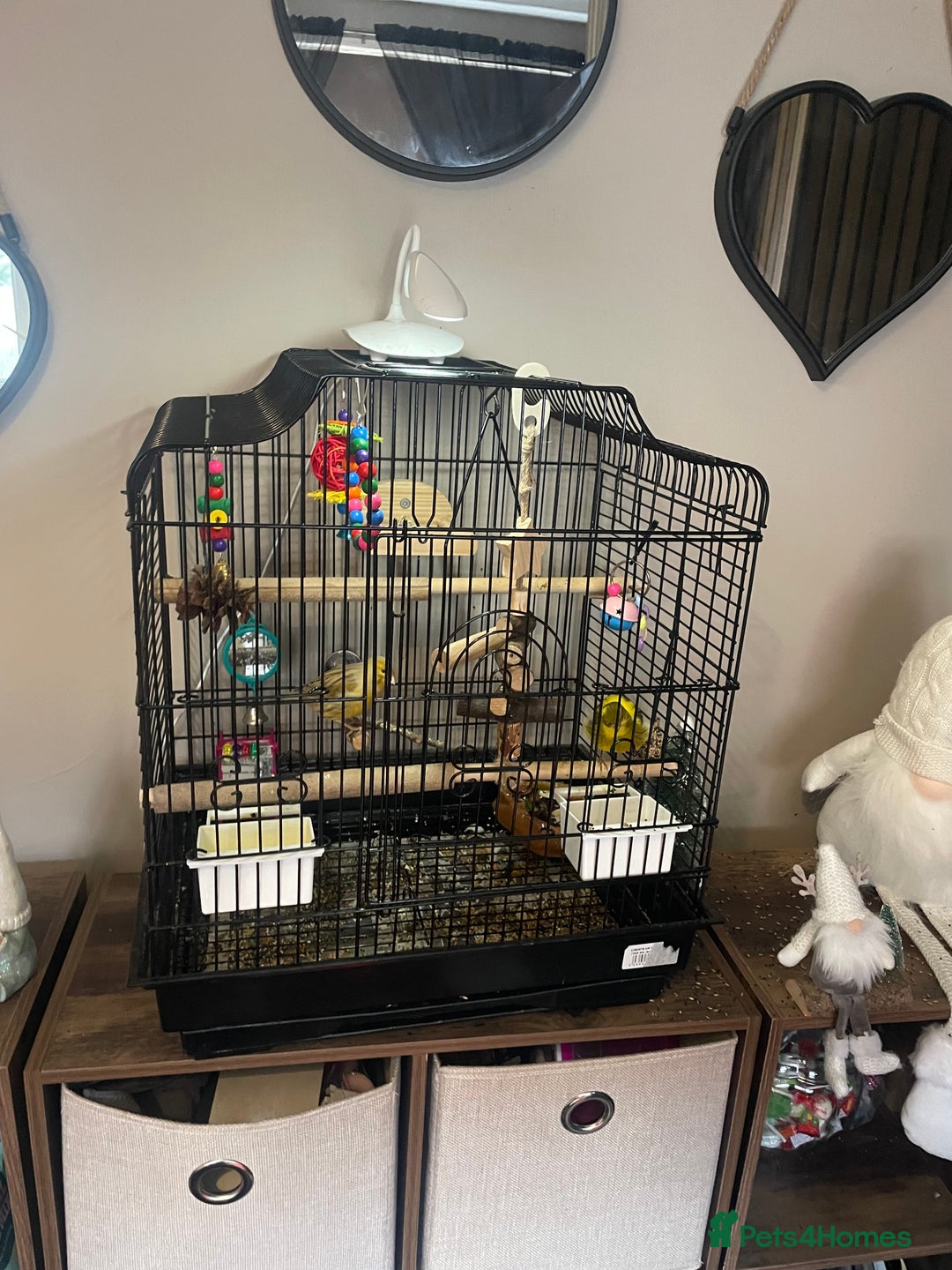 Canaries birds for sale: Pair of bonded canaries  - Advert 4