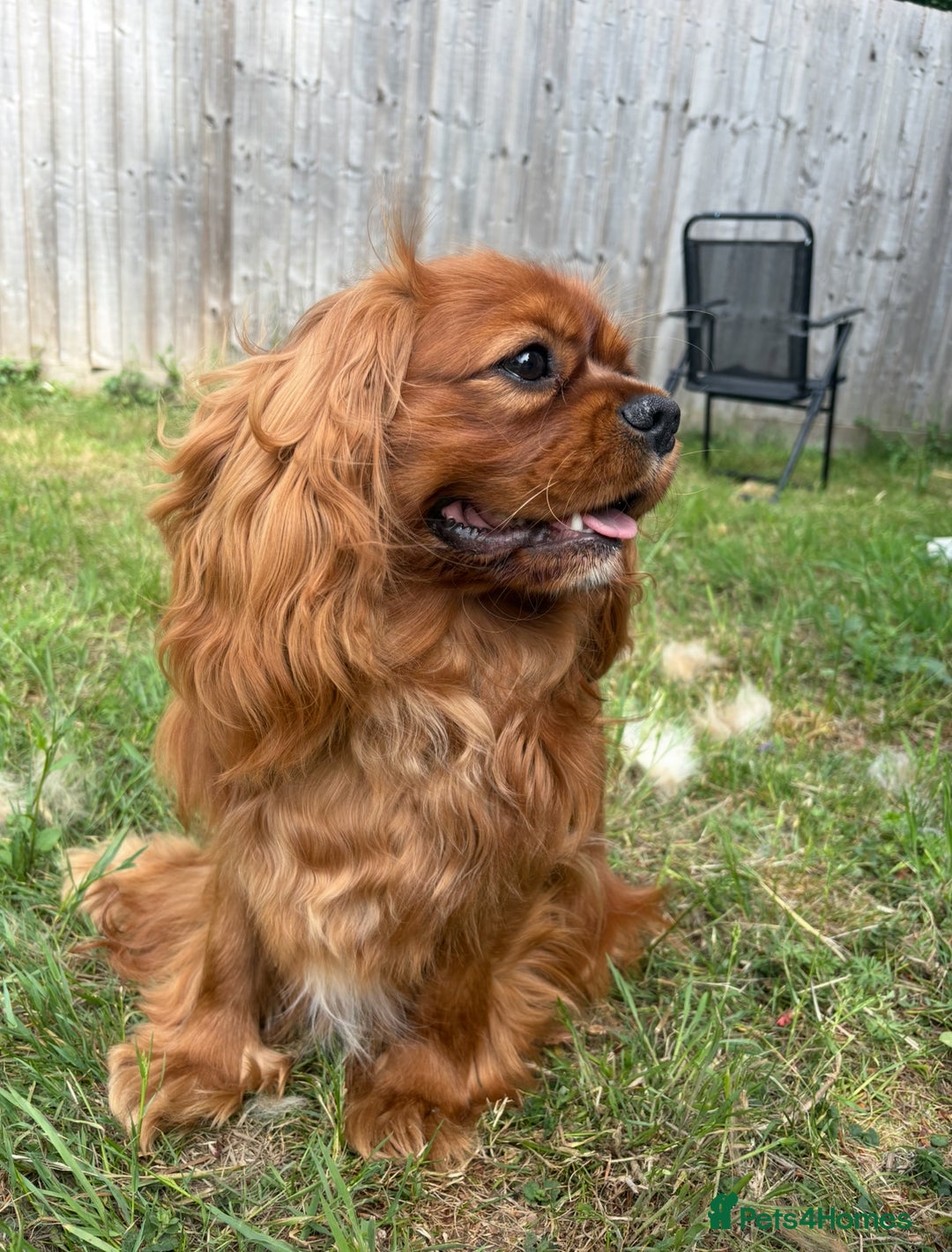 Cavalier King Charles Spaniel dogs for stud: KC Reg Health Tested Proven Cavalier King Charles in Salisbury - Image 3