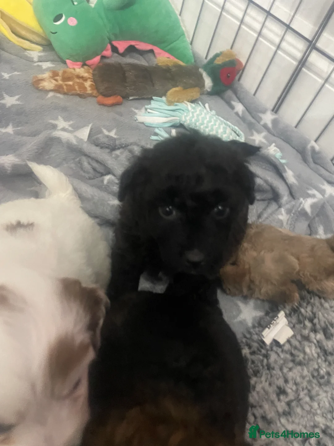 Pomapoo dogs for sale: Poochon x Pomeranian puppies  - Advert 2