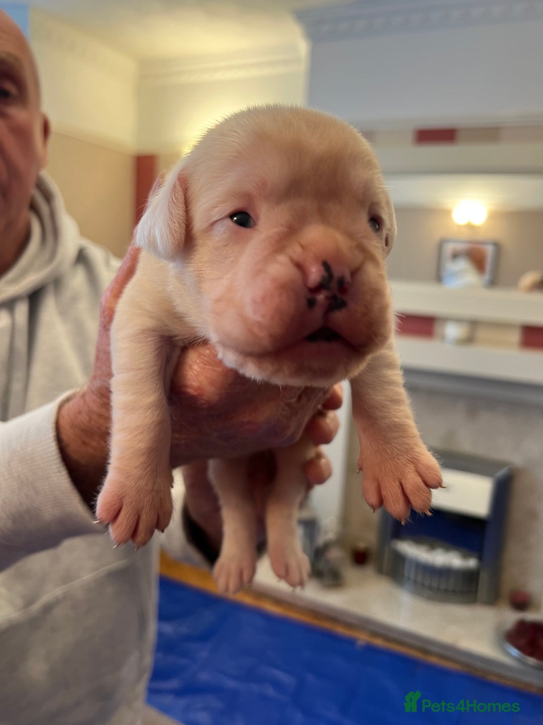 Boxer dogs for sale: Boxer Puppies from Health Testd Parents  - Image 10