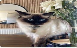 Ragdoll cats for sale: Ragdoll girls  - Image 3