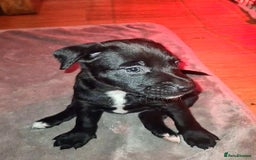 Staffordshire Bull Terrier dogs for sale: READY 7TH NOVEMBER ⭐️ 🐶 2 left ⭐️ staff pups  - Image 19