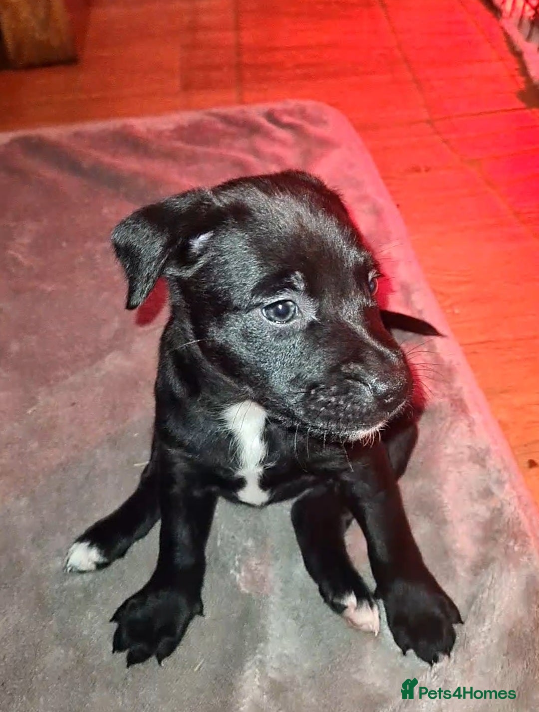 Staffordshire Bull Terrier dogs for sale: READY 7TH NOVEMBER ⭐️ 🐶 2 left ⭐️ staff pups  - Image 19