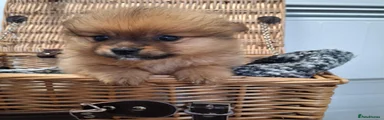 Pomeranian 3