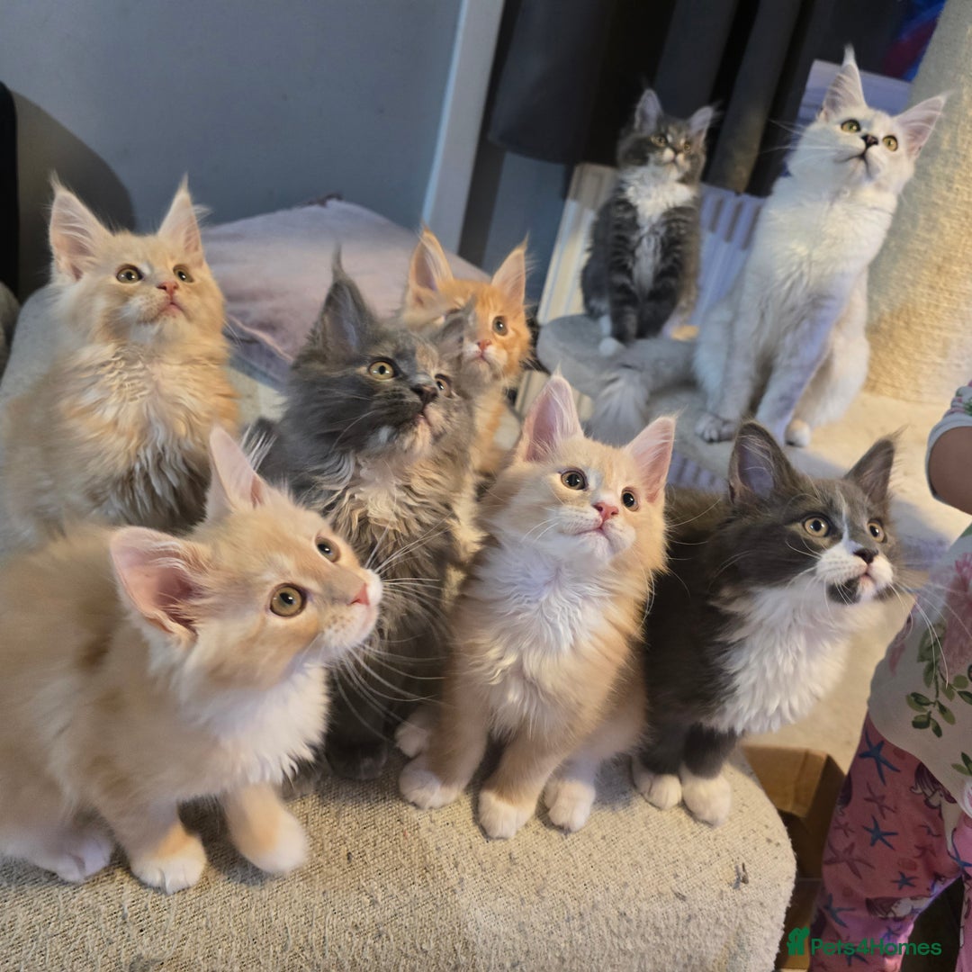 Maine Coon cats for sale: Ready now boys Mainecoon tica registered  - Image 17