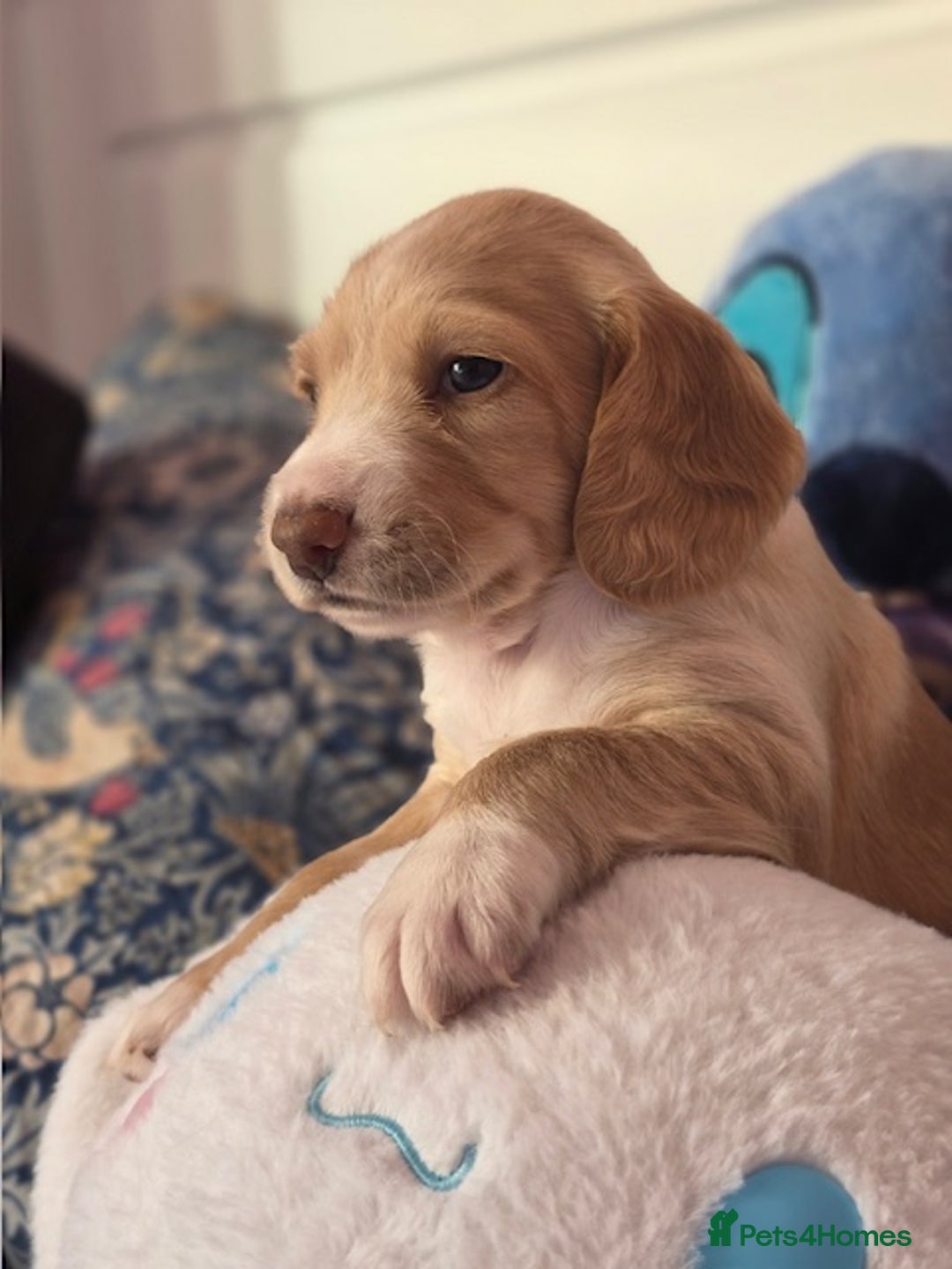 Mixed Breed dogs for sale: Cocker Spaniel Puppies – 4 Weeks Old - reserve now - Advert 13