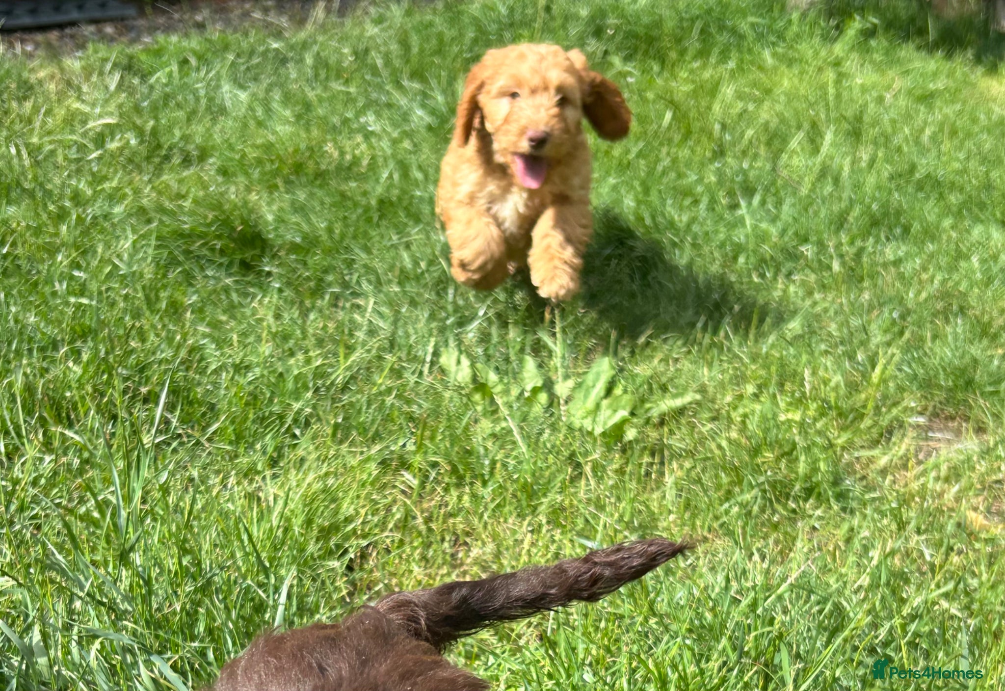 Cockapoo dogs Gorgeous Cockapoo Boys  - Advert 1