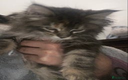 Maine Coon cats for sale: Ready 22.11.2025 - Advert 18
