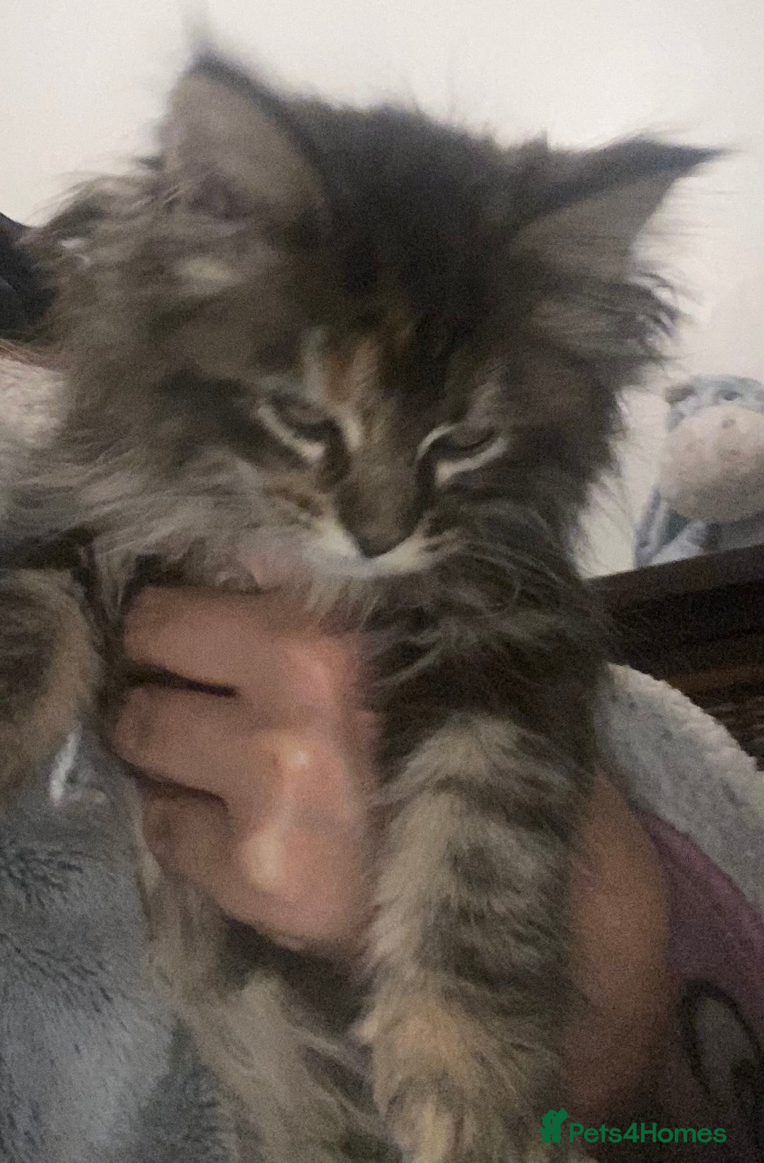 Maine Coon cats for sale: Ready 22.11.2025 - Advert 18