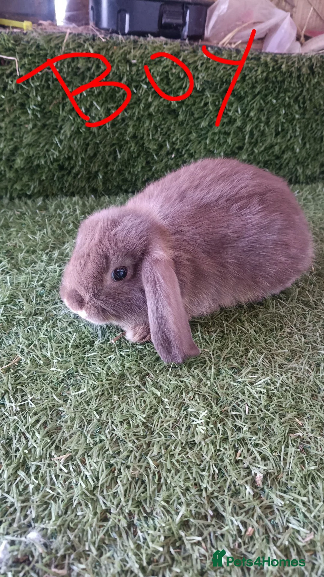 Mini Lop rabbits for sale: Mini lops  - Advert 4