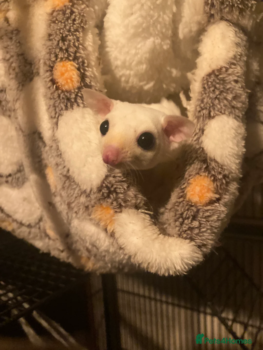 Sugar Glider rodents for sale: Baby leu sugar gliders and Pygmy hedgehogs  - Advert 2