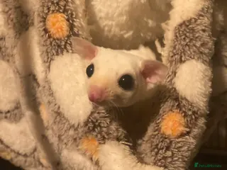 Sugar Glider rodents Baby leu sugar gliders ready now - Advert 2