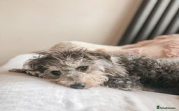 Cavapoo dogs for sale: Cute Cavapoo Puppies Ready for Loving Homes!  - Image 6