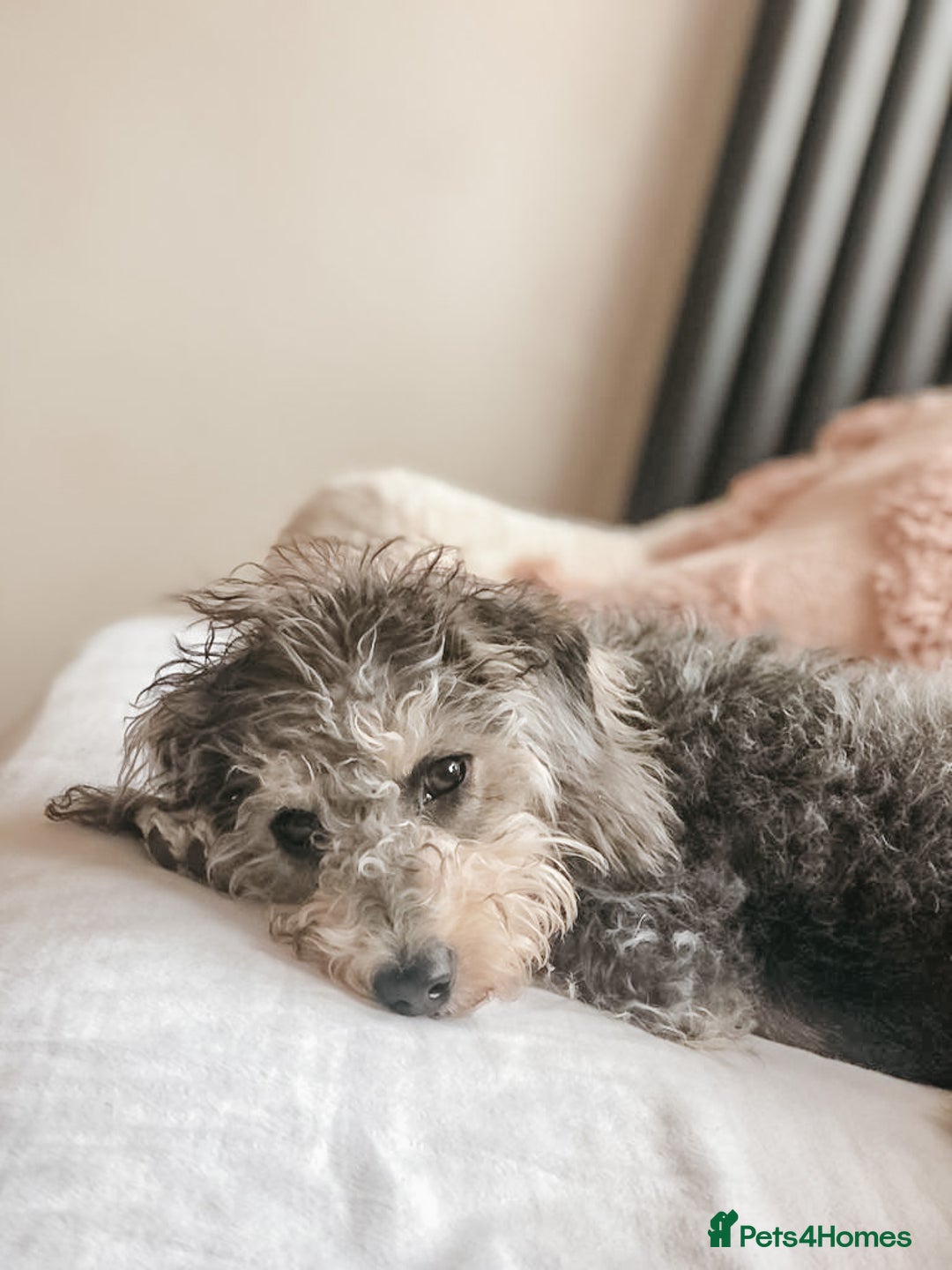 Cavapoo dogs for sale: Cute Cavapoo Puppies Ready for Loving Homes!  - Image 6