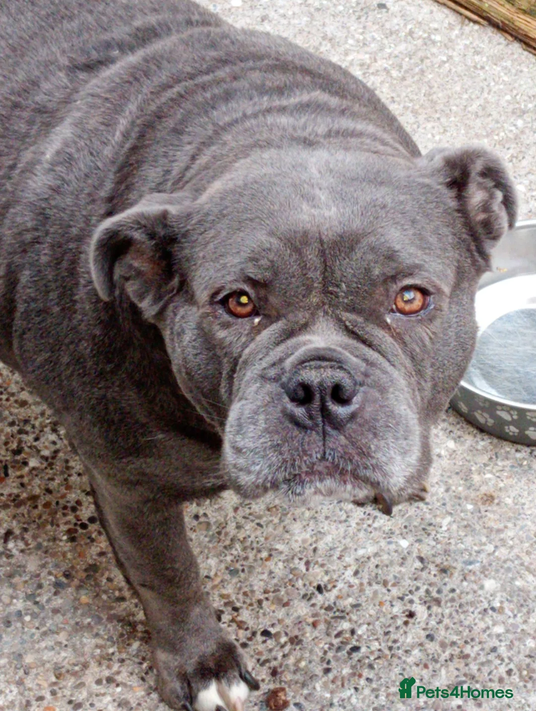 Olde English Bulldogge dogs for sale: Reluctantly for sale in Chester-le-Street - Advert 2