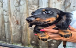 Miniature Dachshund dogs for sale: Long haired miniature dachshunds  - Image 13